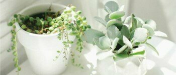 6 easy-to-grow, can’t kill houseplants for beginners