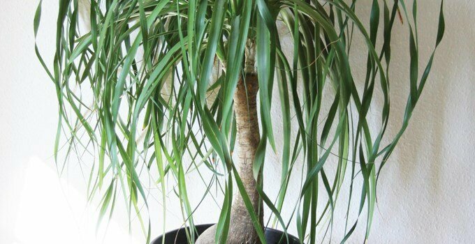 ponytail palm