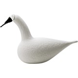 Whooper swan white