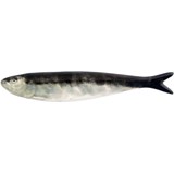 sardine bordallo