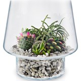 Succulent glass vase