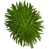 Asa Selection Leaf set of 4 plants chayote