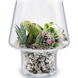 Succulent glass vase