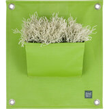 The green pocket