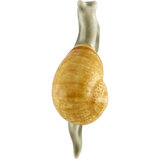 Bordallo Pinheiro Magnet snail
